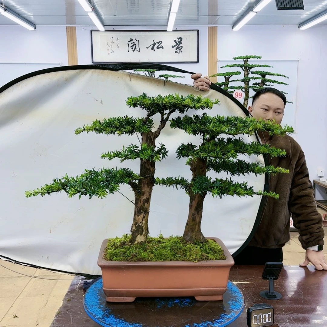 盆景欢迎大家一起来捡漏