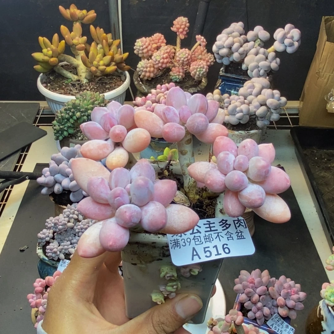 516香水手指奶多肉7c m