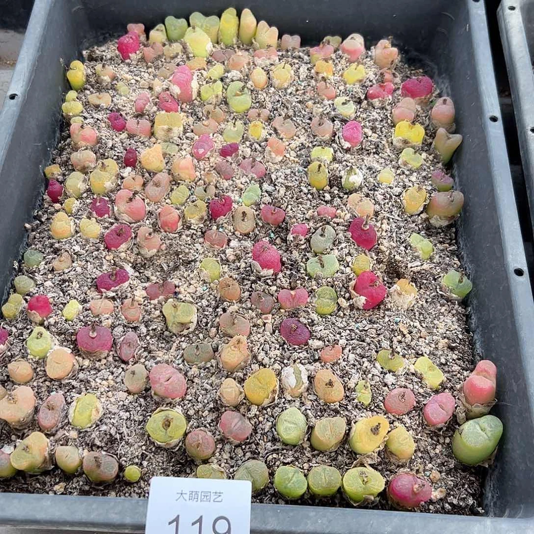 0000119 清框脱土发无售后……