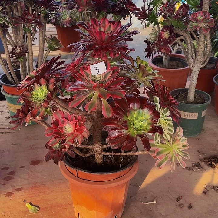 上****司架接法师一个3号