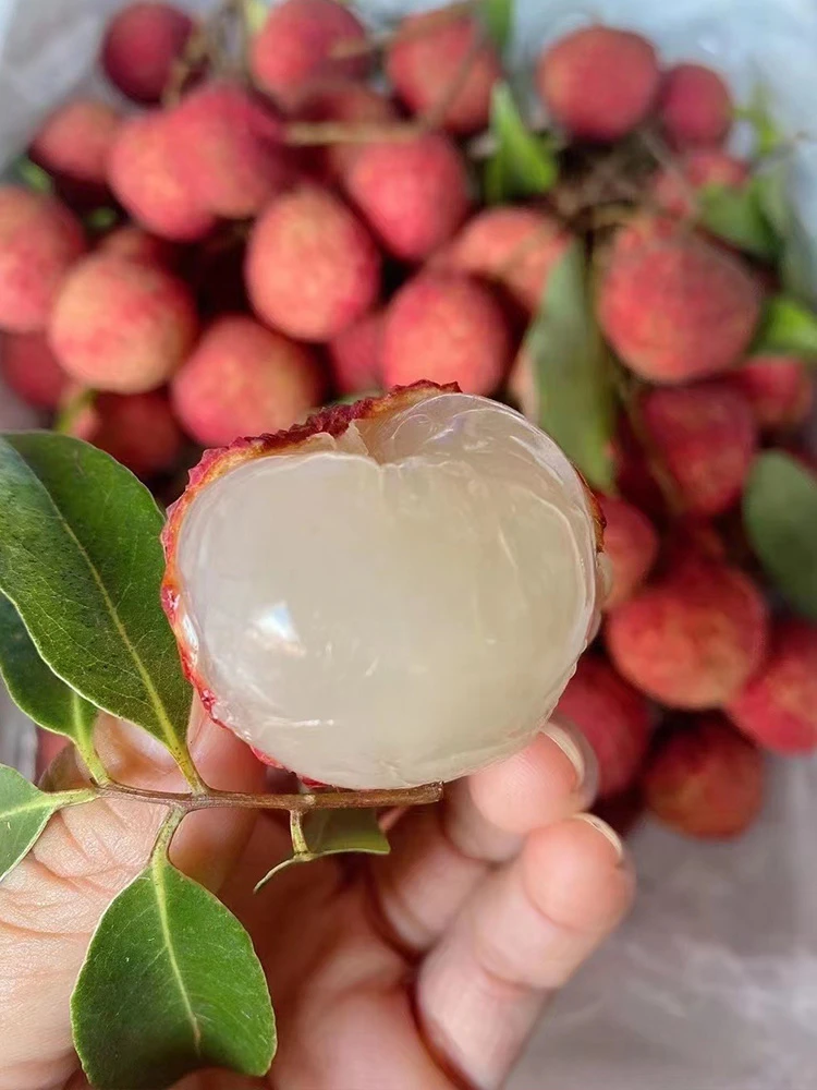 广东茂名高州黑叶荔枝新鲜现摘当季水果香甜多汁肉厚皮薄冷链运输
