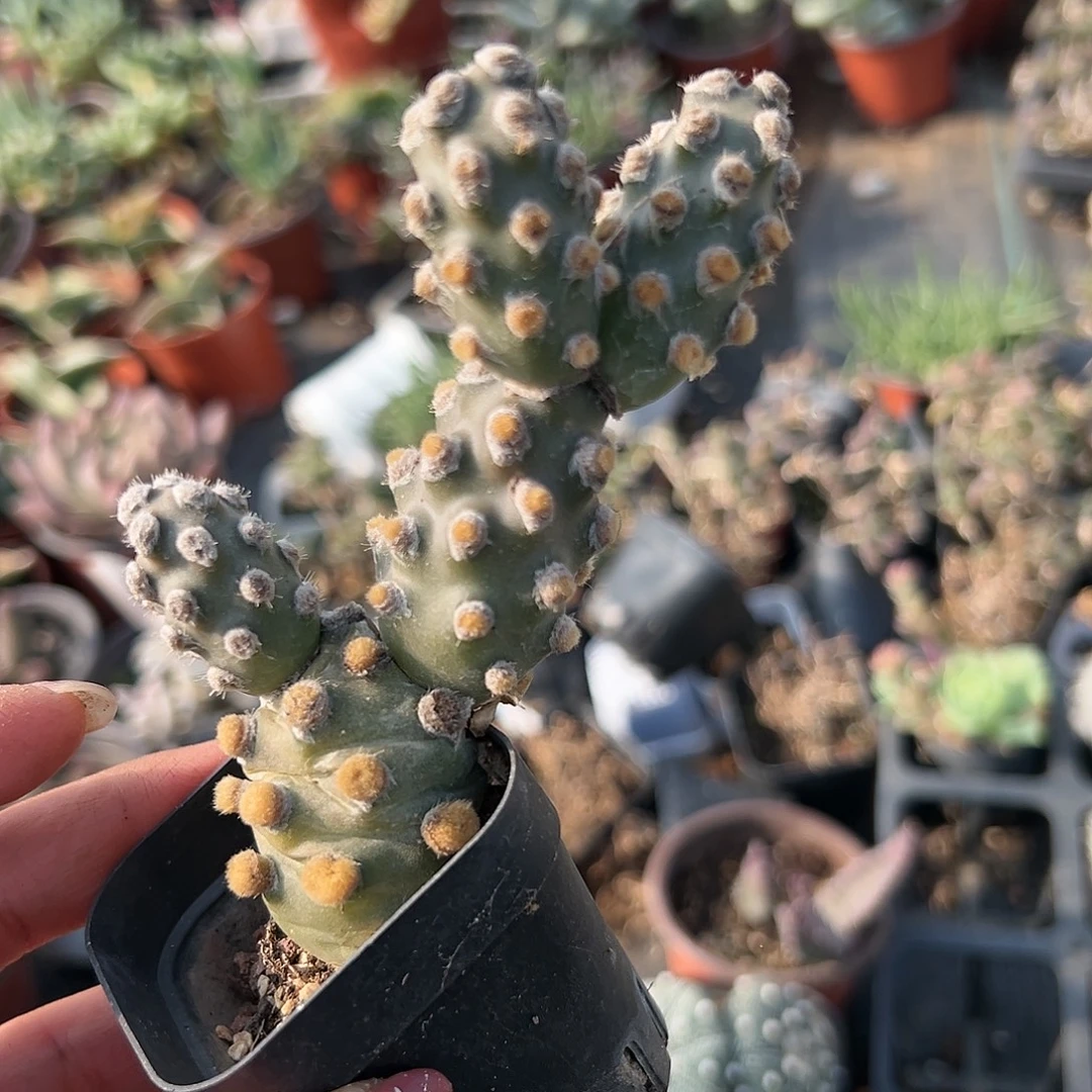 多肉植物俏湖团扇