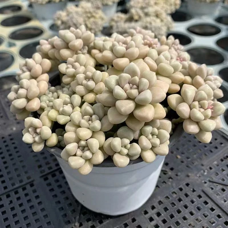 丸叶姬秋丽多肉植物（满15元包邮）阳台露台办公室绿植植