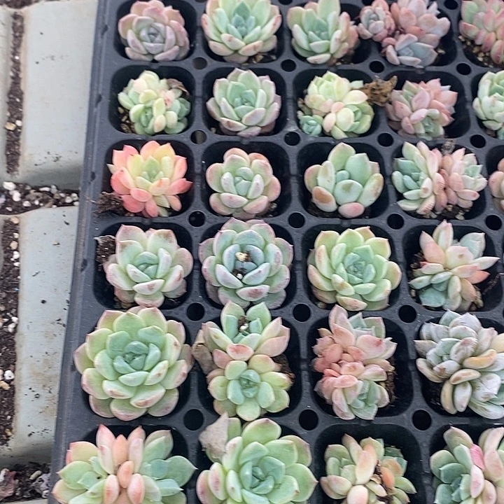 126 多肉植物盆栽花卉