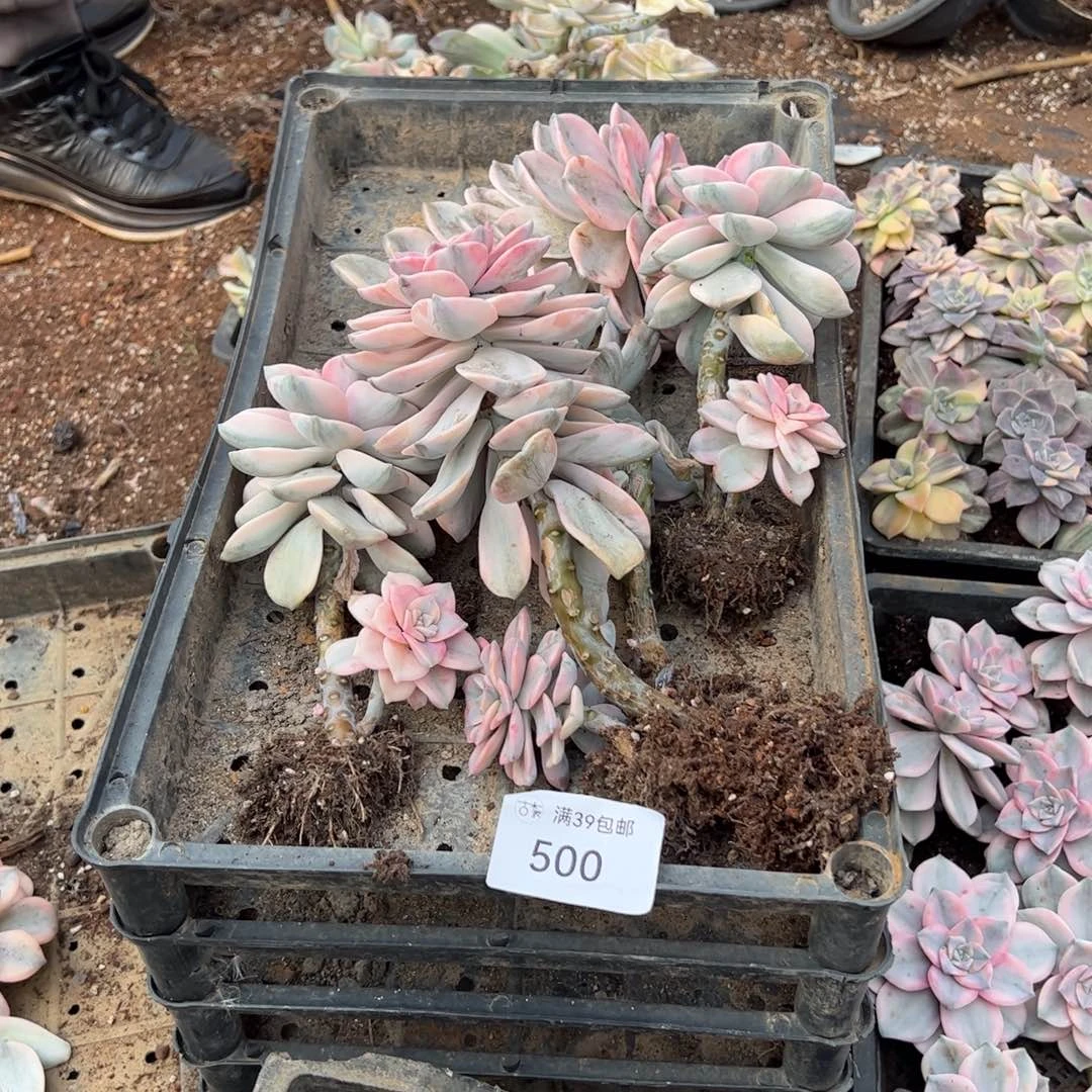 500紫乐锦老桩多肉植物