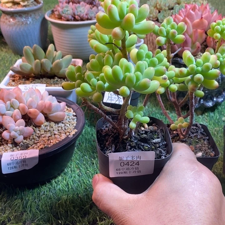 玉***米0424啊啊啊啊啊啊啊啊
