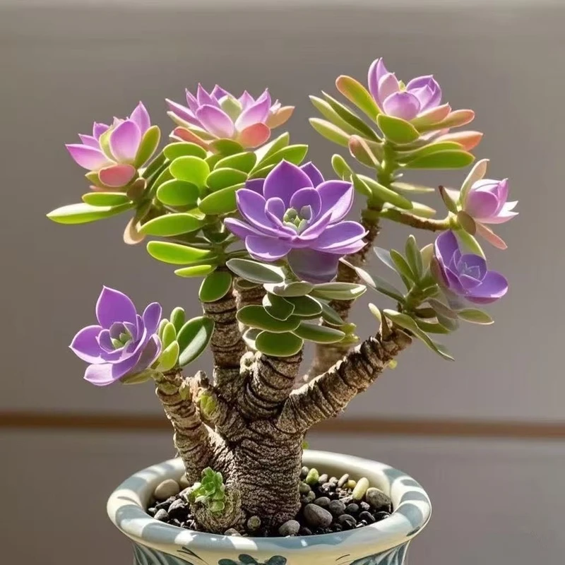 新品重瓣浓香型大花玉树盆栽耐寒好养花绿植花卉室内阳台四季开花