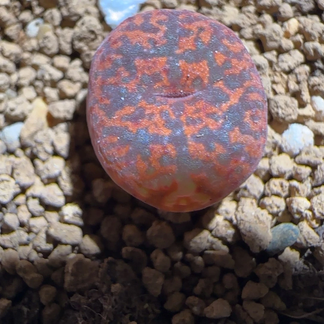 肉锥多肉植物组合-ap正红色酒红勋章1209