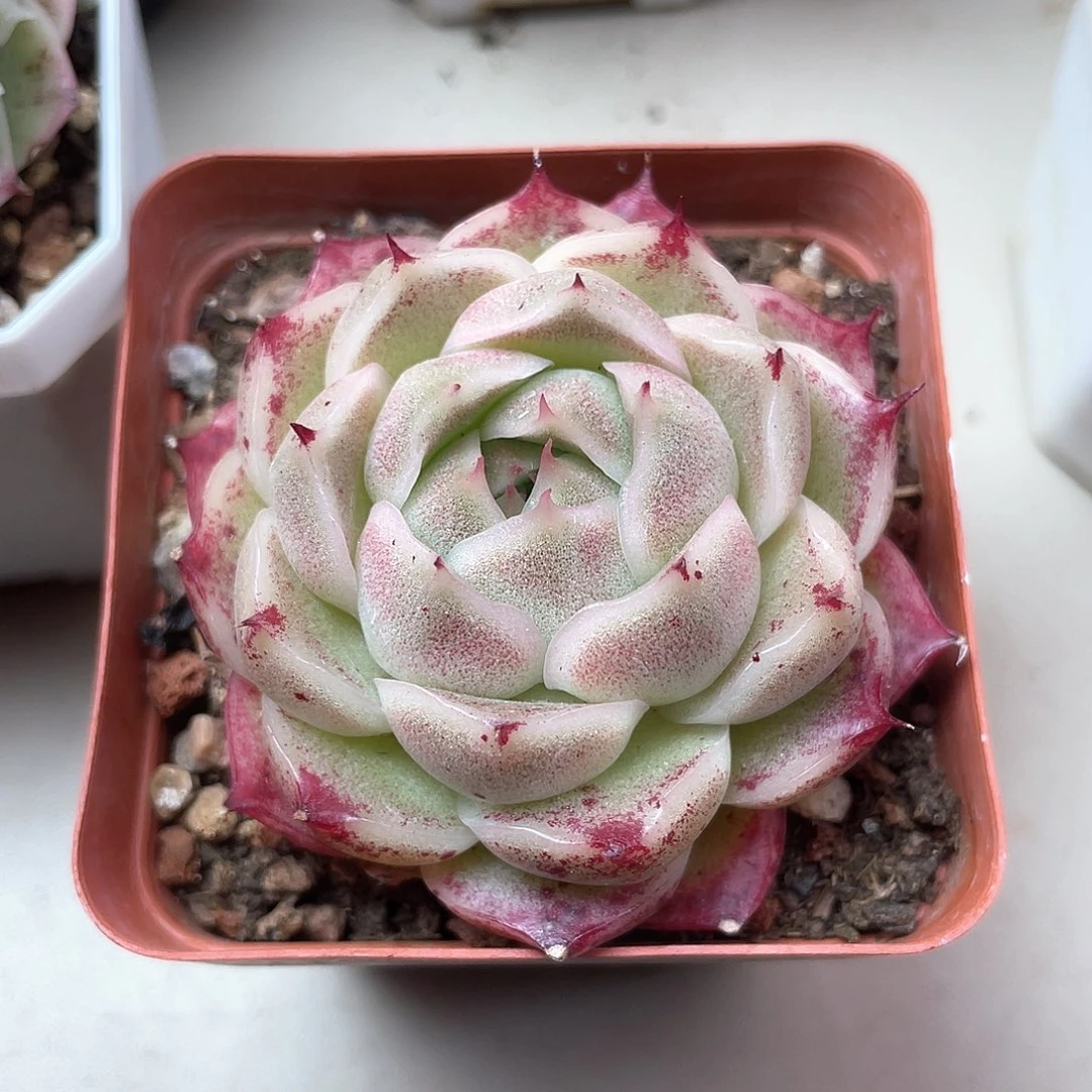 优选麦秆福利512