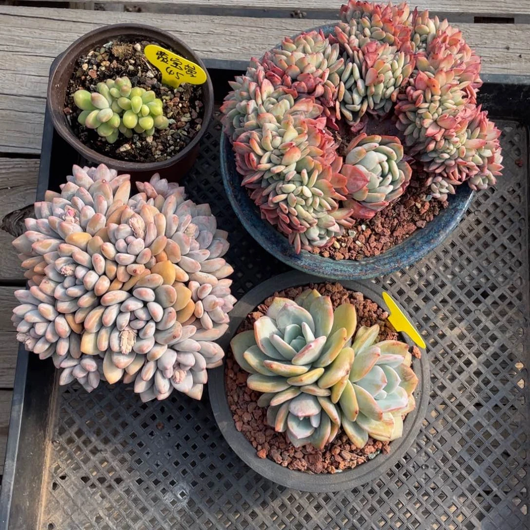 费*营费宝抵扣售后280补差350