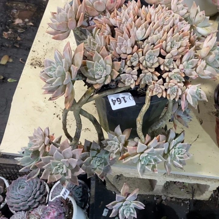 稻***香164滨月多肉植物多肉