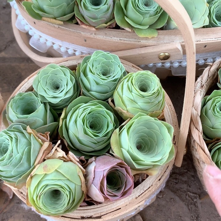 混播玫瑰单头10个