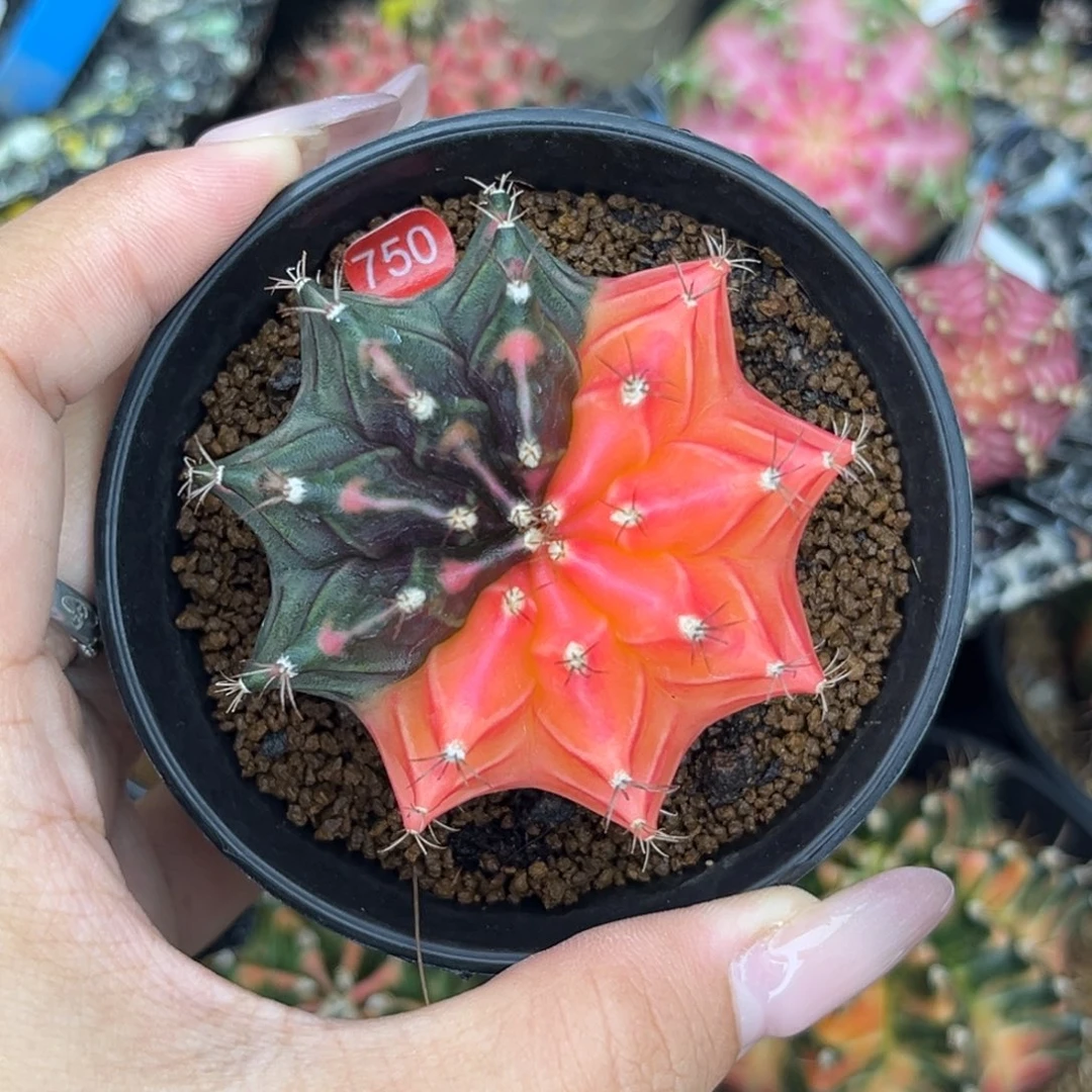 750 带盆土发货 特价捡漏