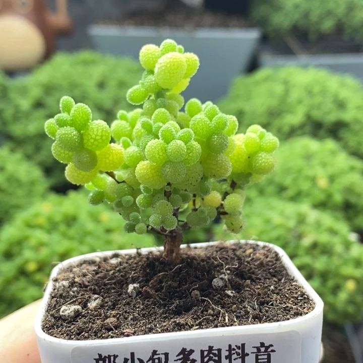 *****金橘糖球8144枝干番杏