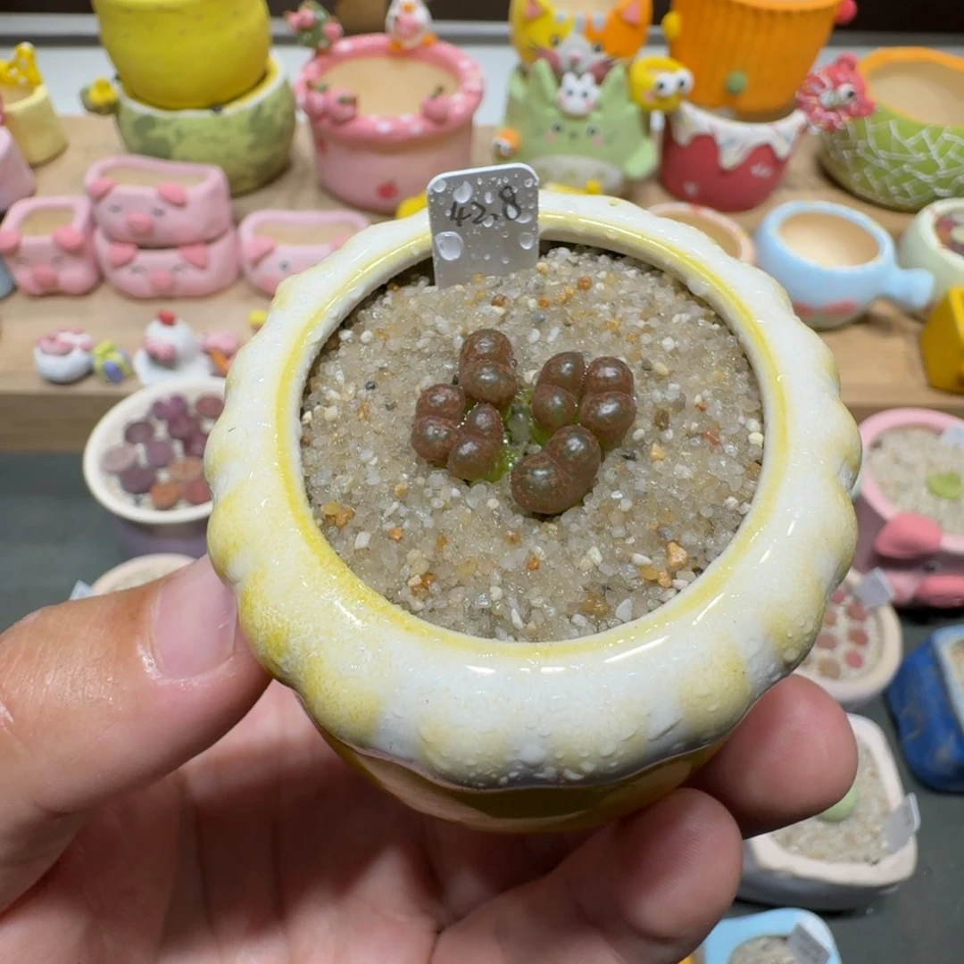 蘑菇216勋章群1866.545