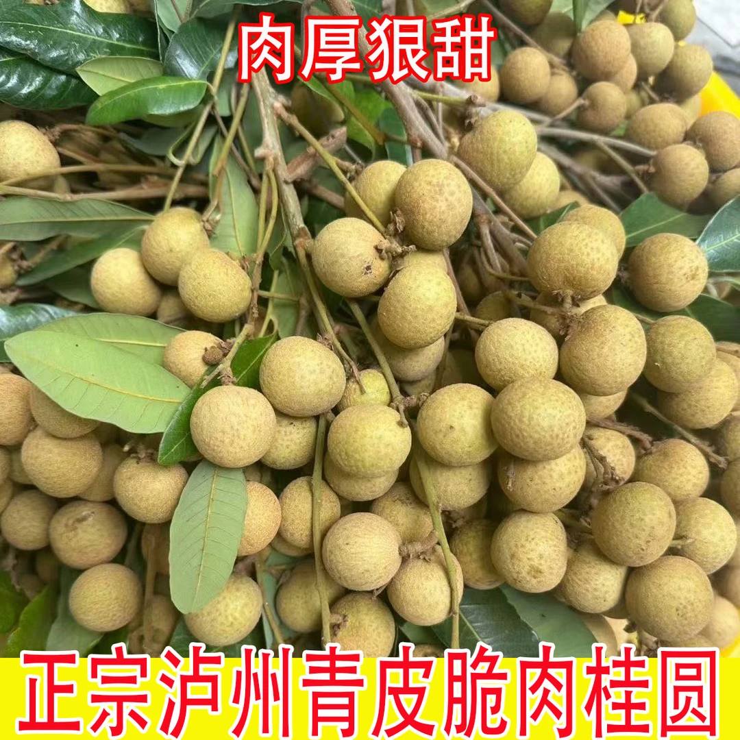 京东包邮/泸州青皮桂圆石硖脆甜龙眼新鲜水果现摘现发5斤