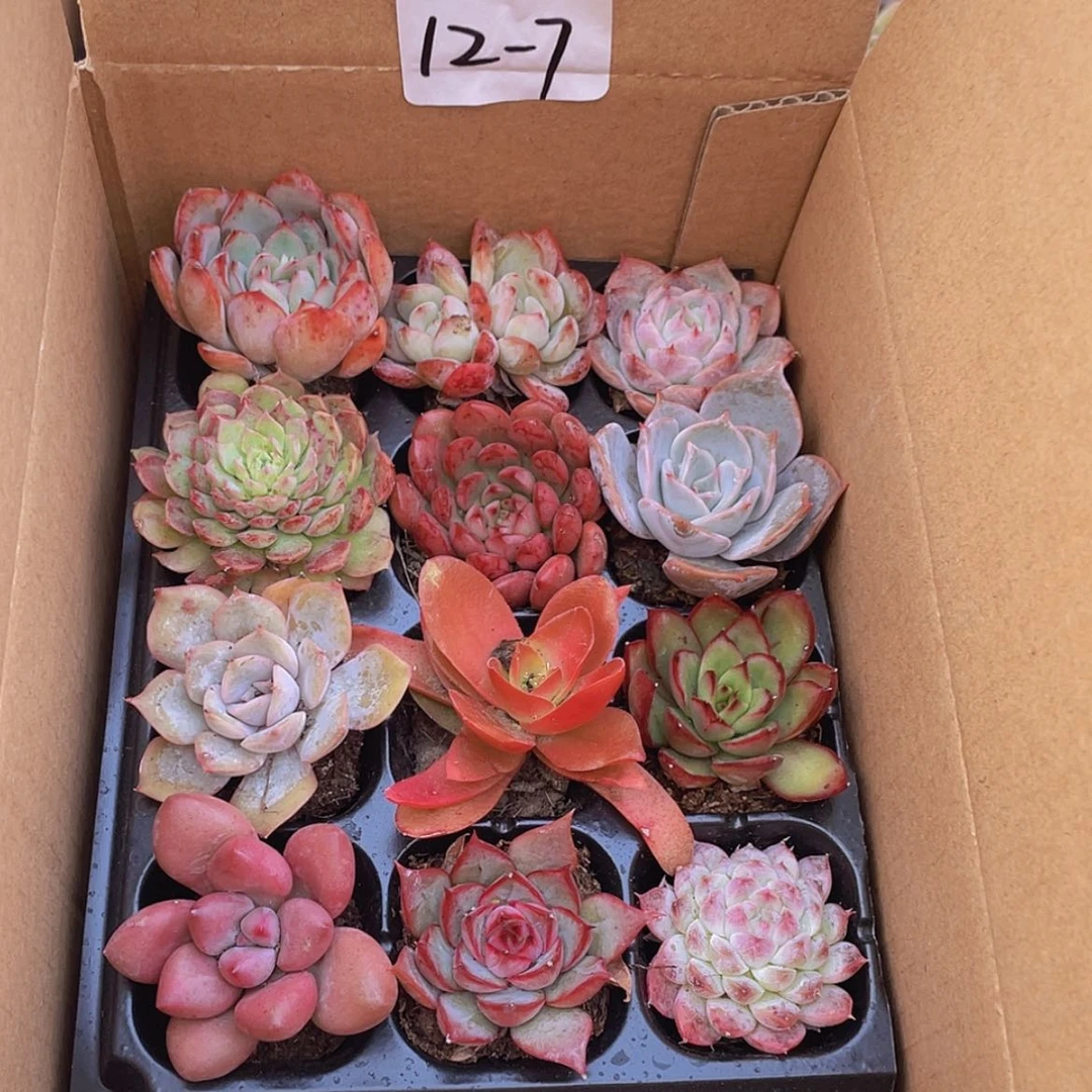 【闪购商品】12颗-7