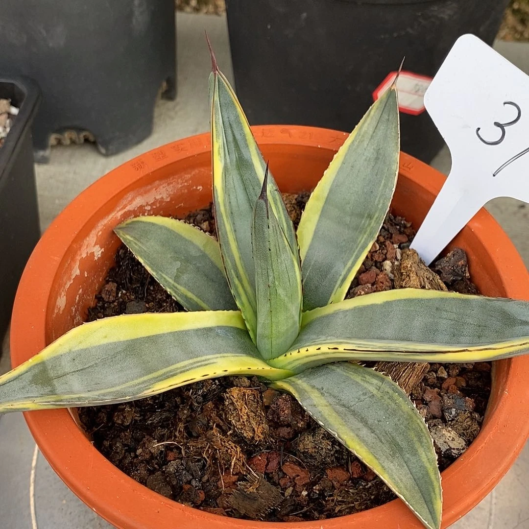 叫***啦鲨鱼皮黄腹轮锦龙舌兰