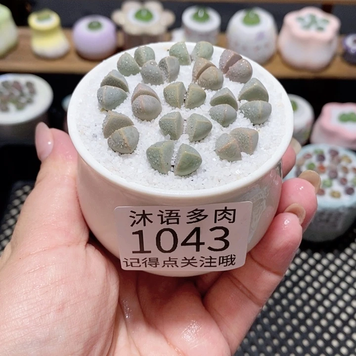 带盆土植物 一物一拍1043