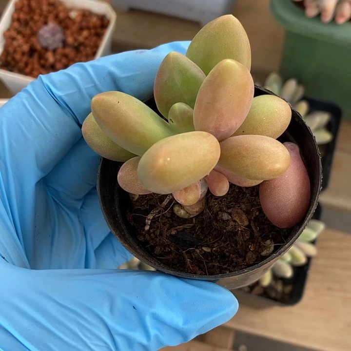 小**?正版芒果奶多肉植物