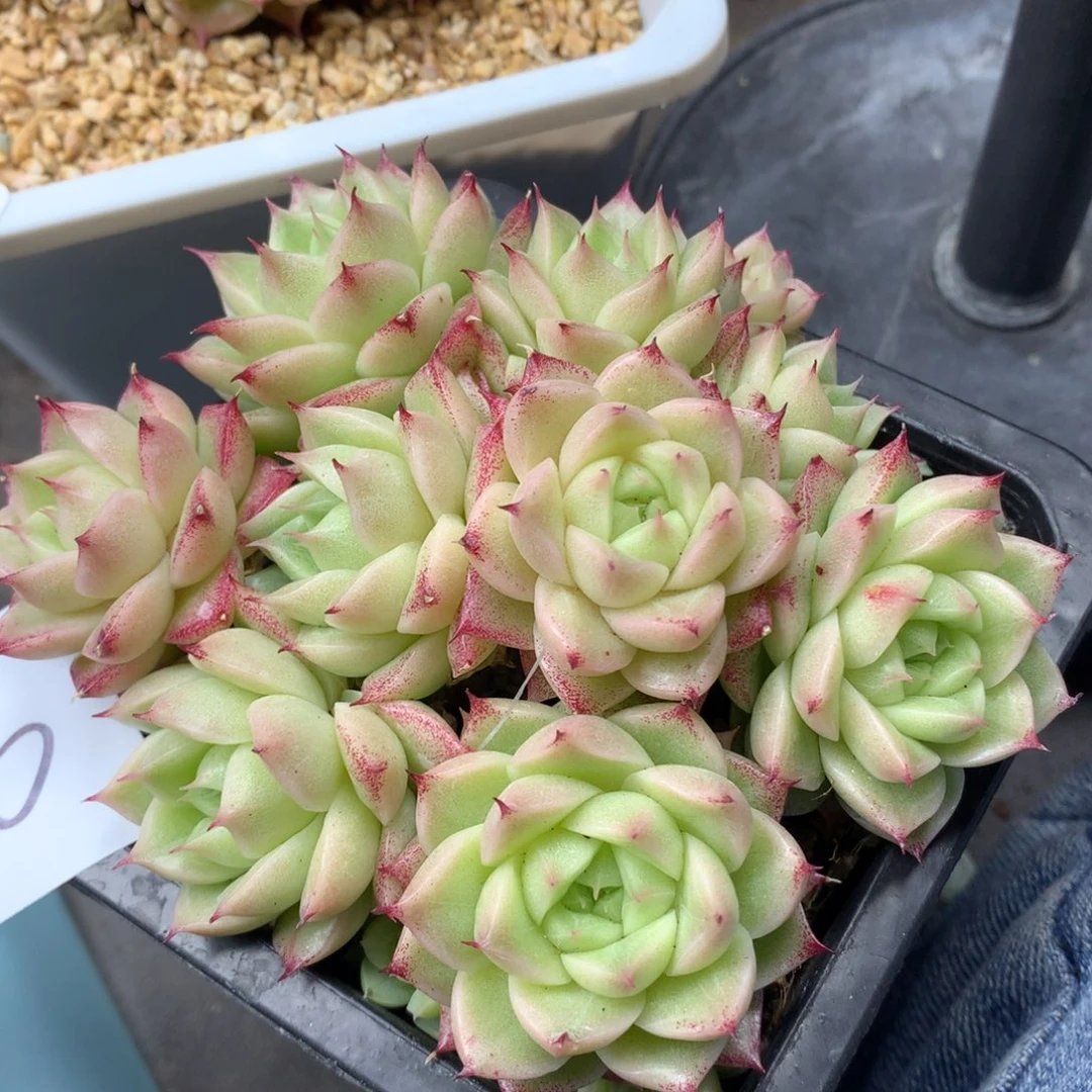 0308-146 麦杆优选