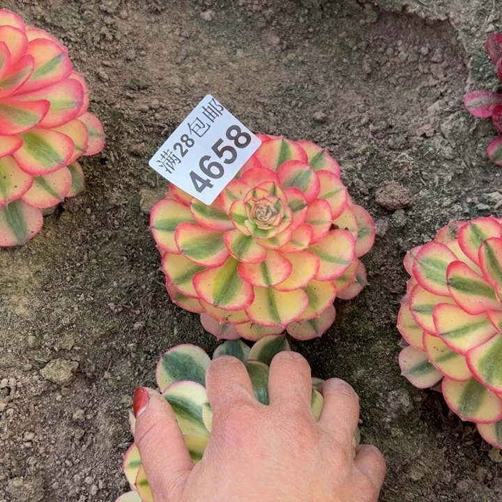 4658南荔枝多肉植物