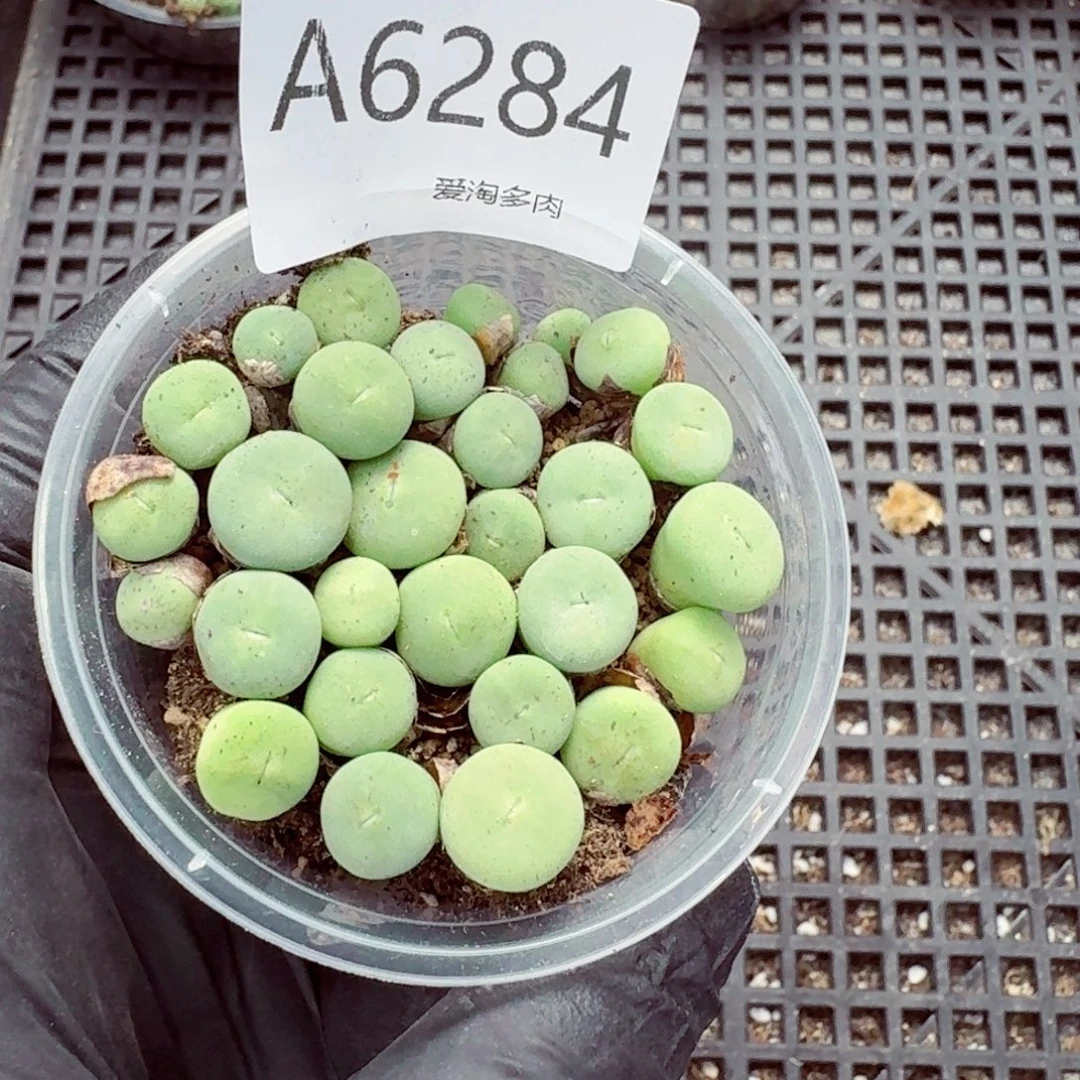 6284—生石花 生石花