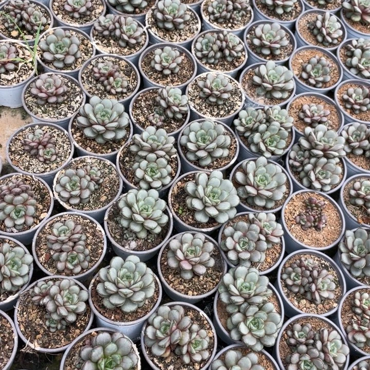 葡萄2颗量拍4头起满20包邮脱土发货