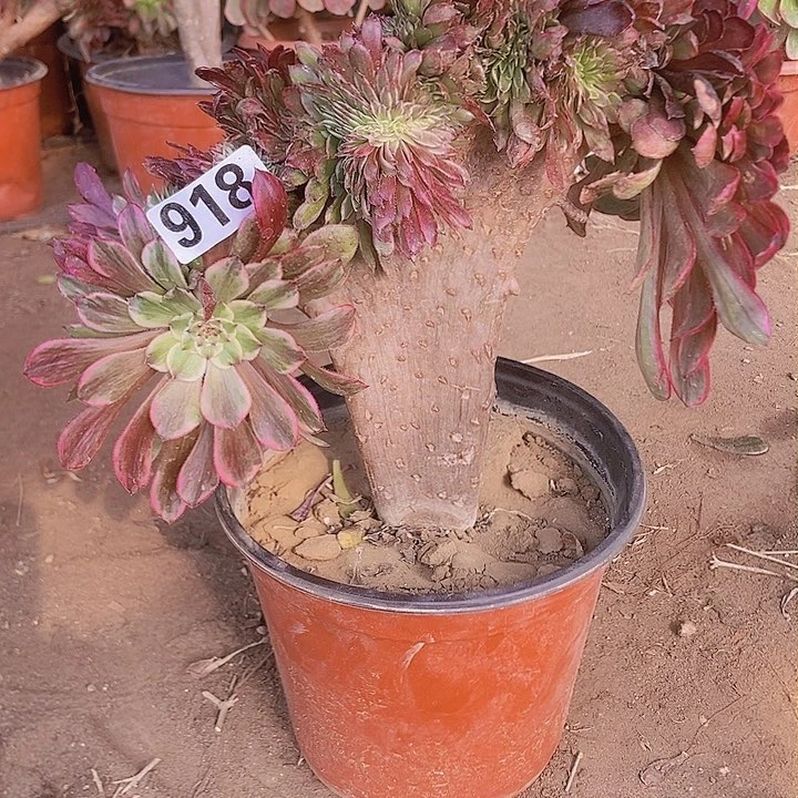 918水墨缀化老板子法师缀