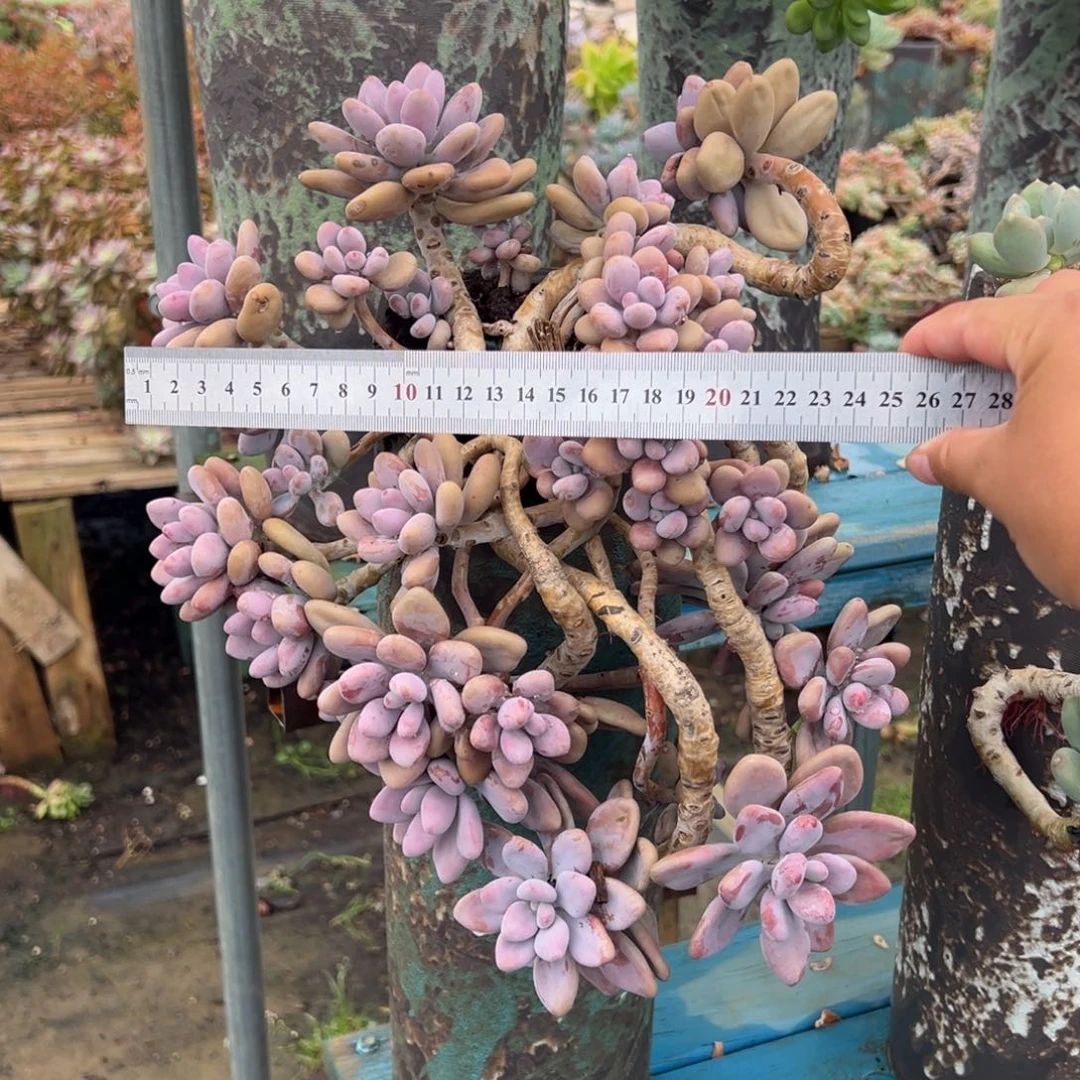 露养老桩桃蛋加盆