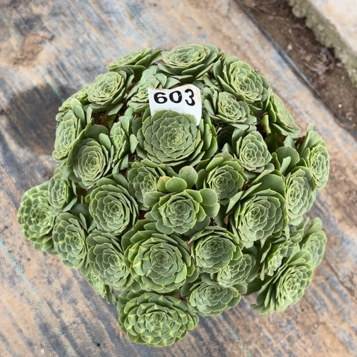 603绿羊绒30厘米左右