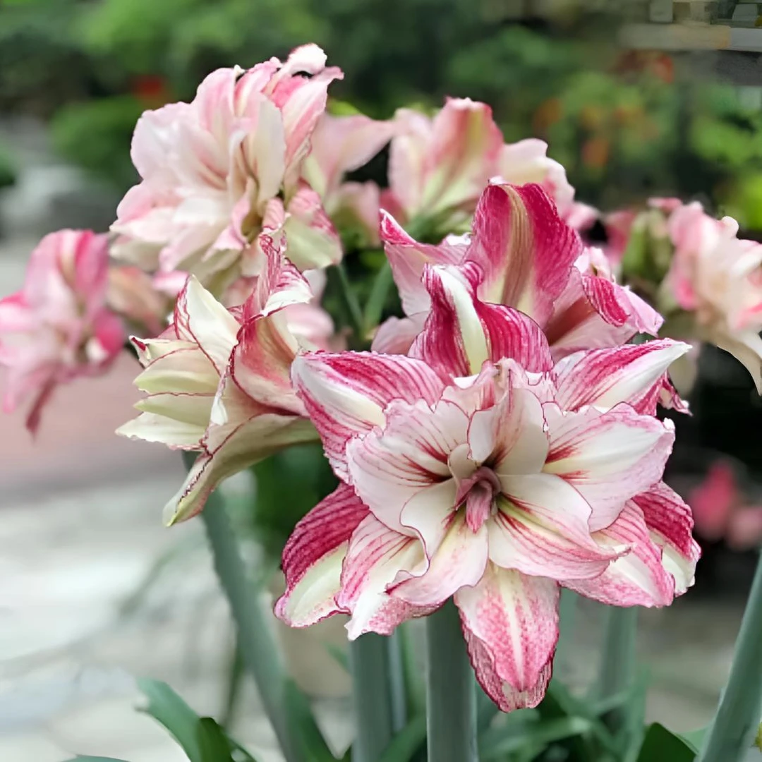 【安吉拉~基地自然球】重瓣朱顶红