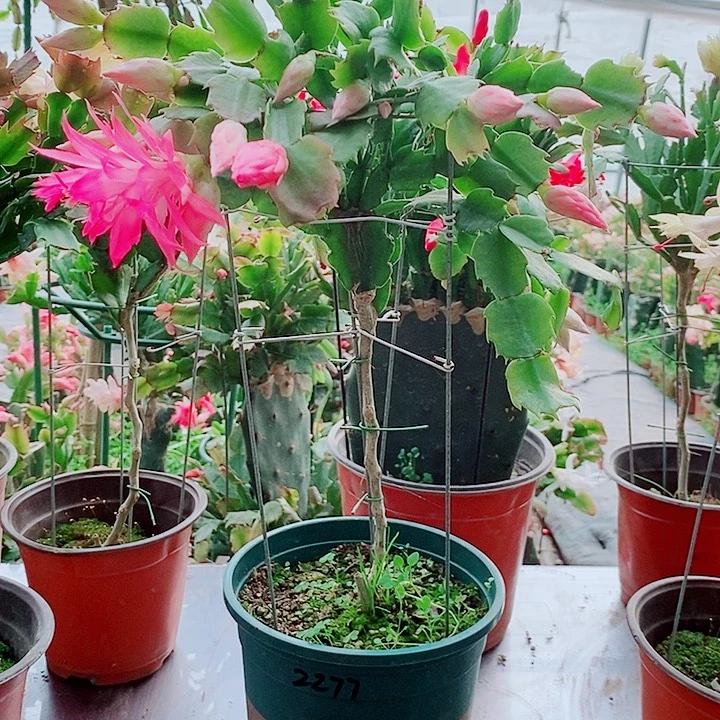 龙***王无花朵树形分枝028一棵福利