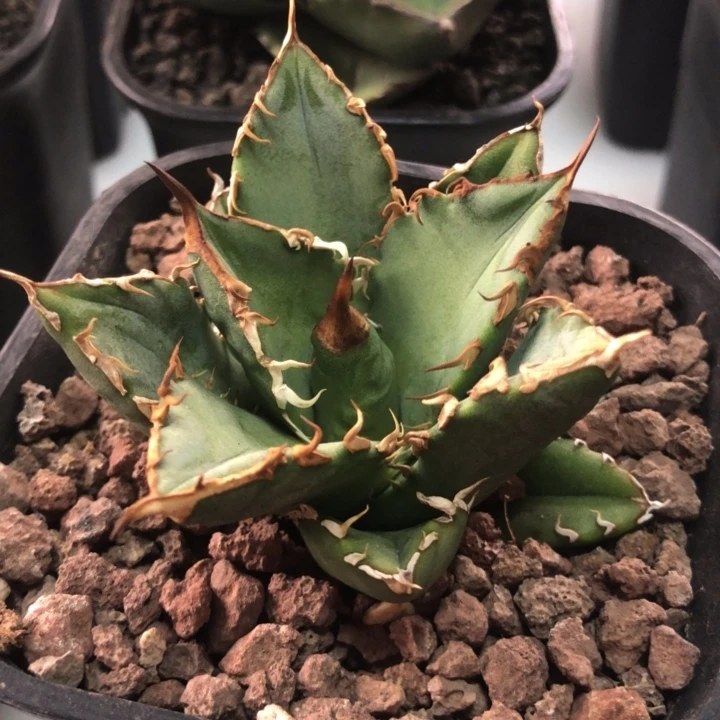 坦克 火舞 德尔塔 折后价