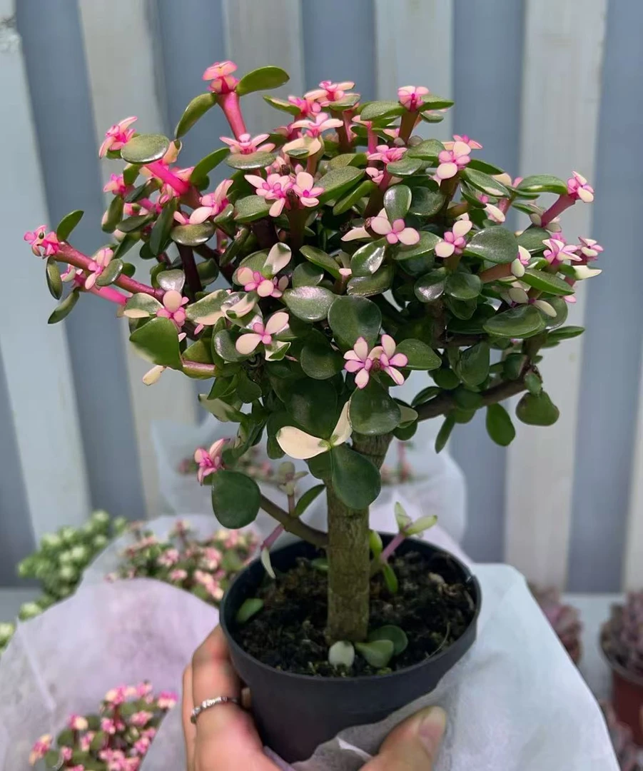 【雅乐之舞】云南精品多肉120盆基地直发满两单包邮