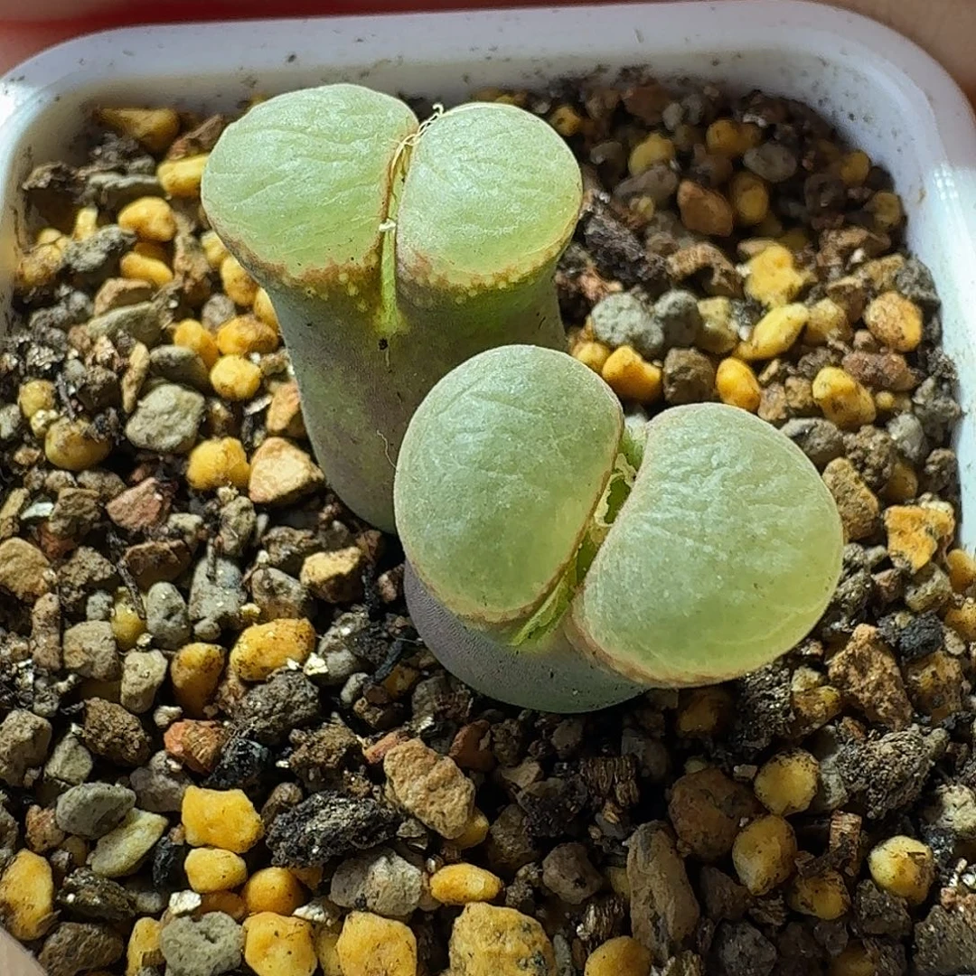 7号双头风铃一物一拍