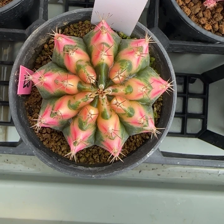 武***蛮92-0209脱土发多肉