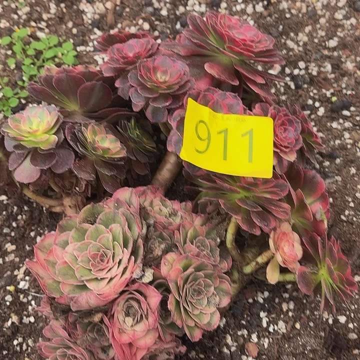 多肉植物福利911个