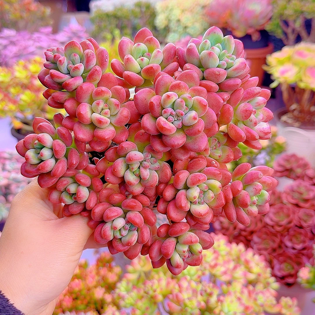 完美仙子  带盆带土  阳台庭院好养 耐干旱 喜光喜阳