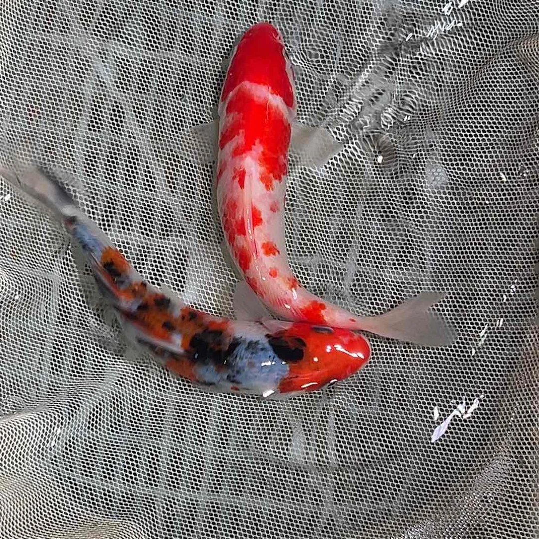 锦鲤锦鲤观赏鱼1111