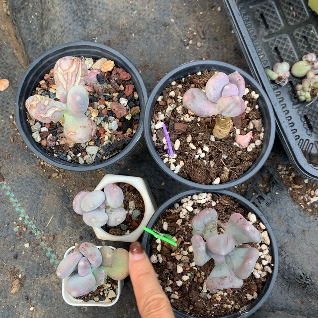 小屁桃 不满28发到付 发一片叶