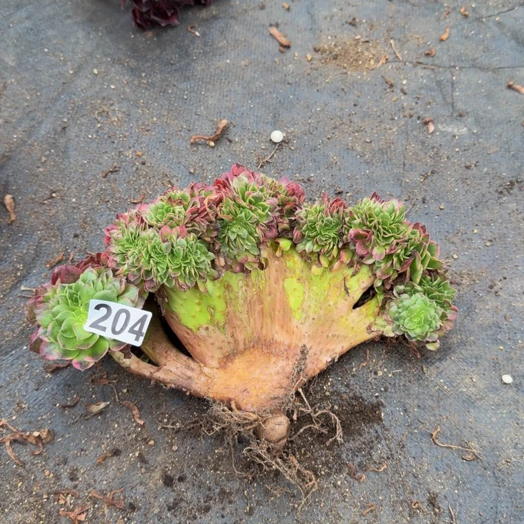 204多肉植物海王缀
