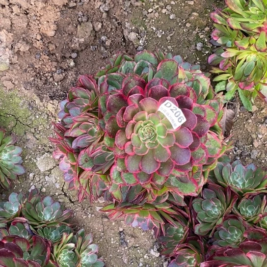 206粉花妖多肉植物