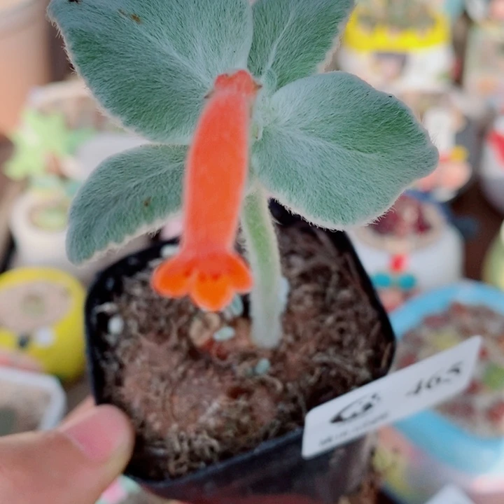 生石花花花花花花花465