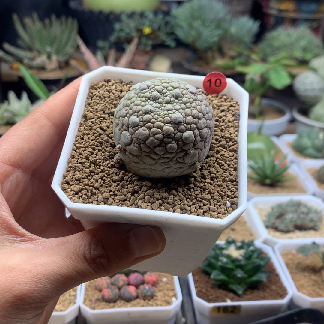 凝蹄玉母本实生带盆10