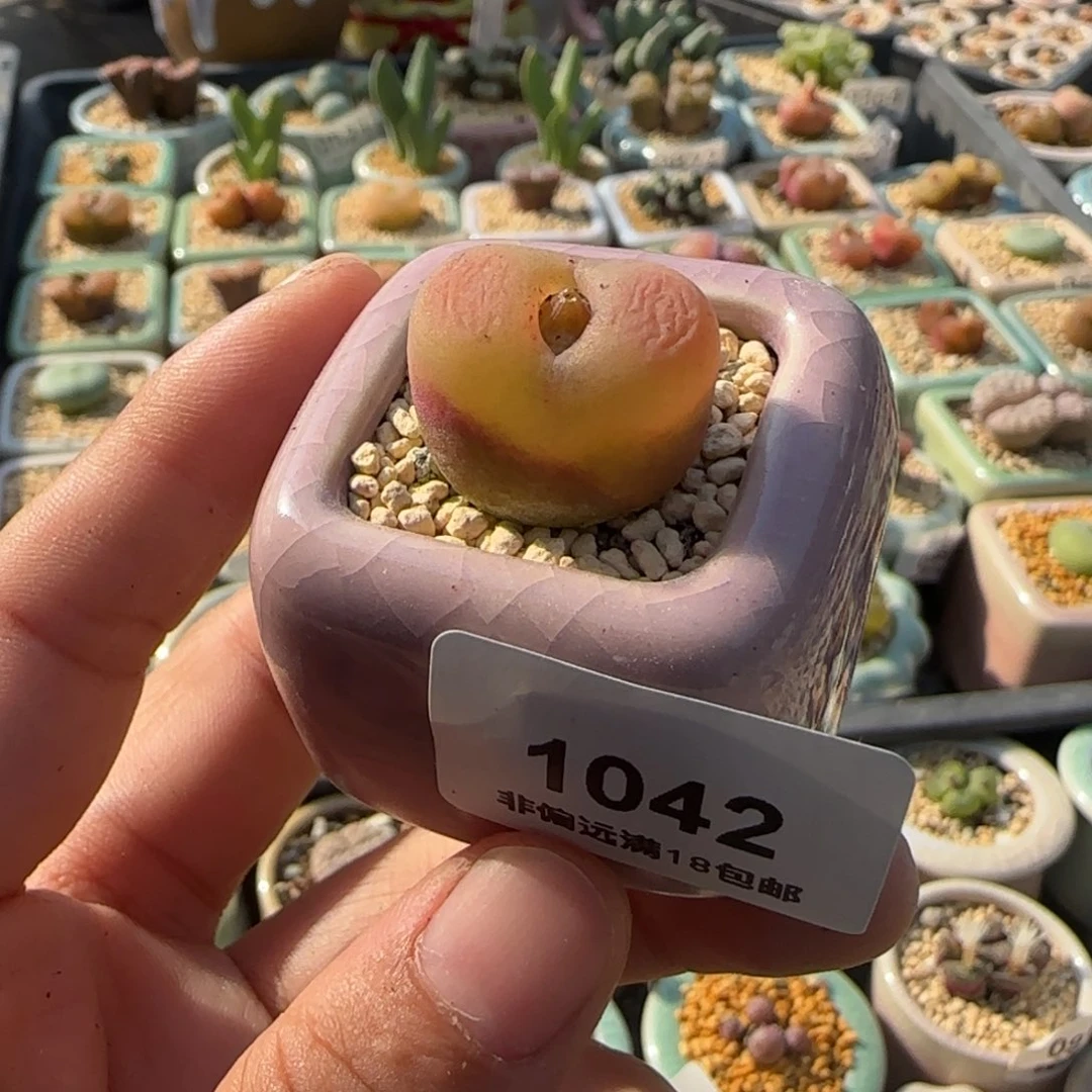 1042 -一物一拍 带盆
