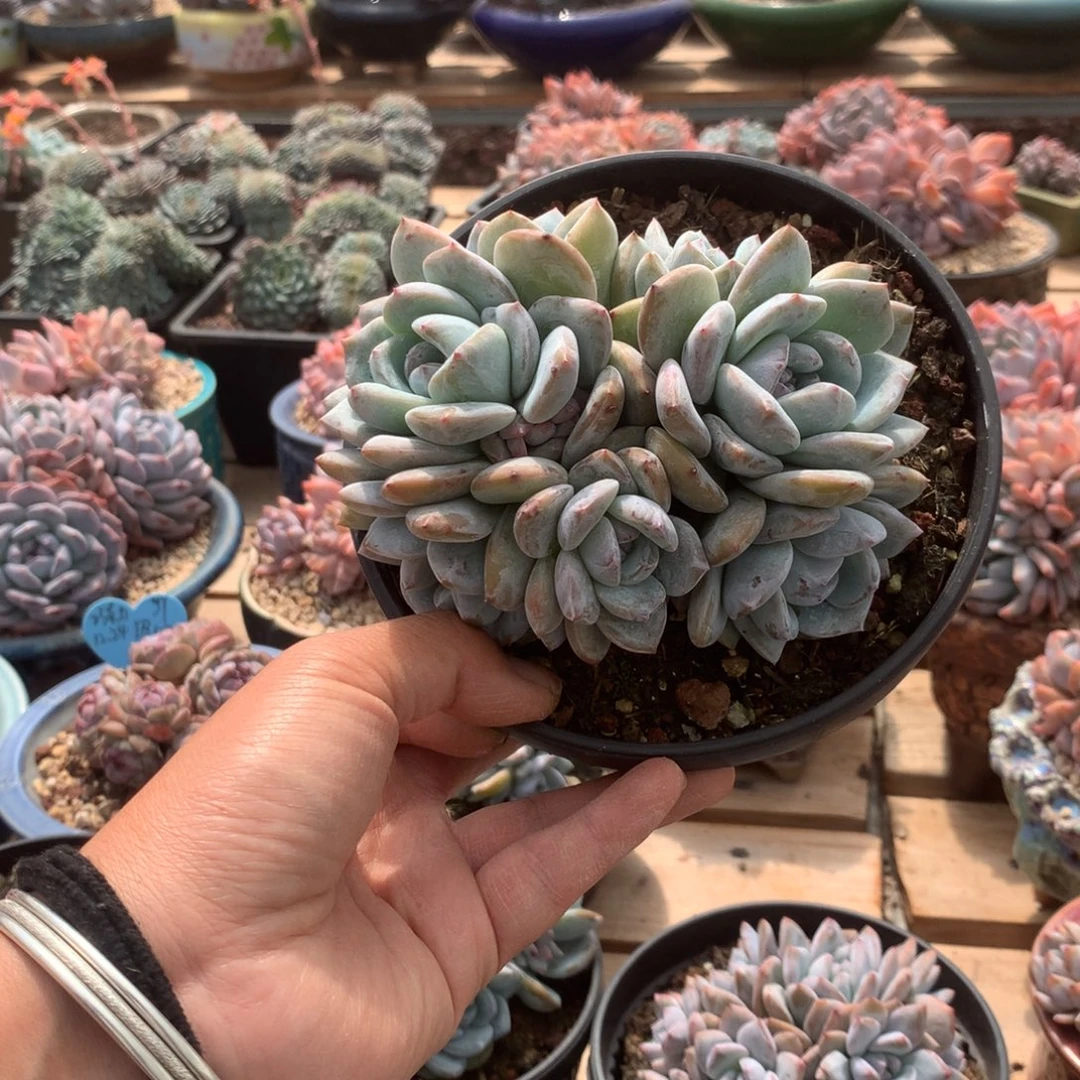 无花朵无砍哈哈哈哈哈哈哈哈哈28