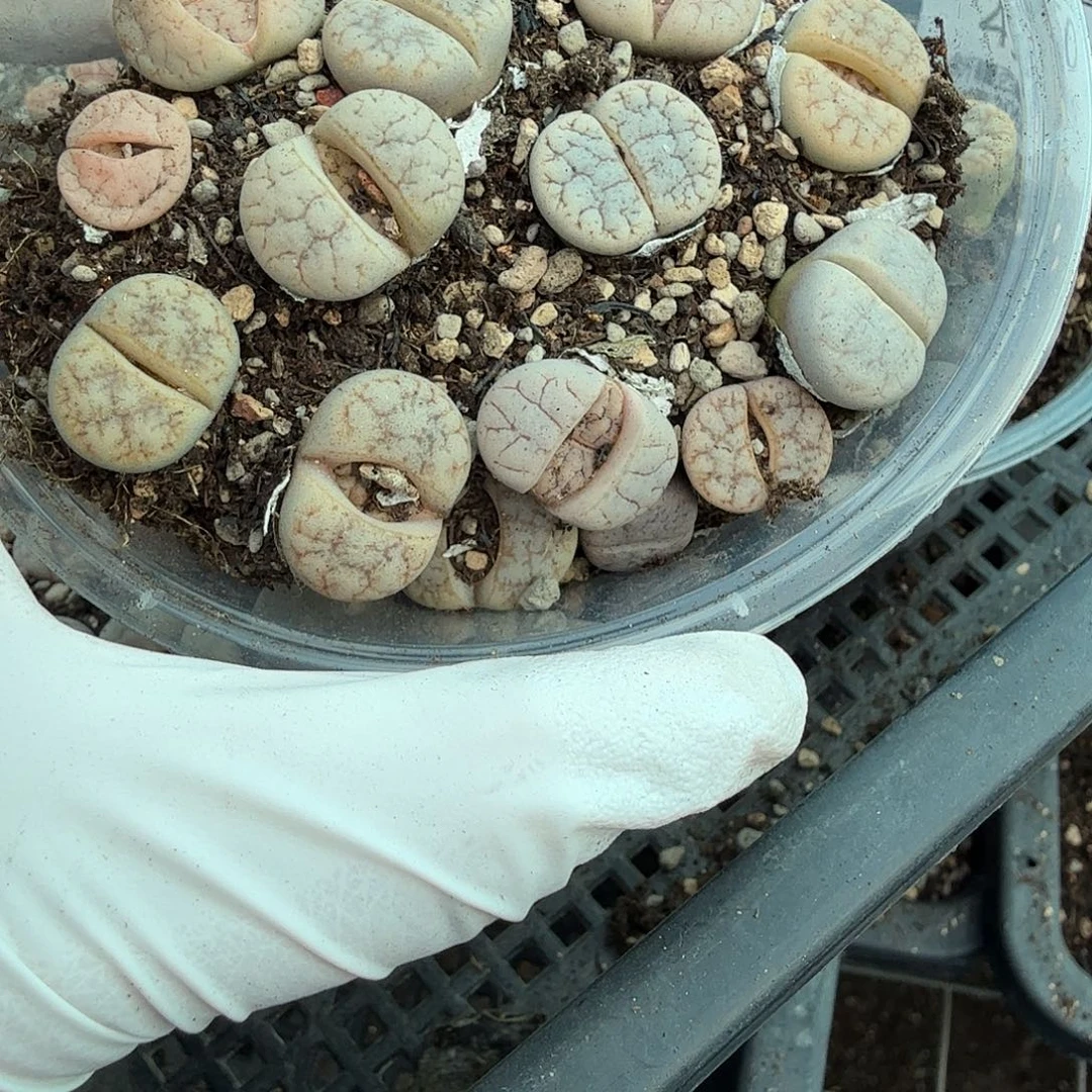 你要回来吃嘛啊哈哈不452好