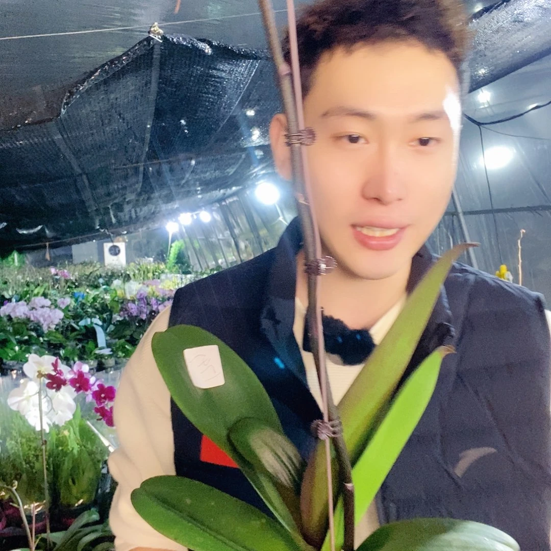 无花朵米歇尔蝴蝶兰