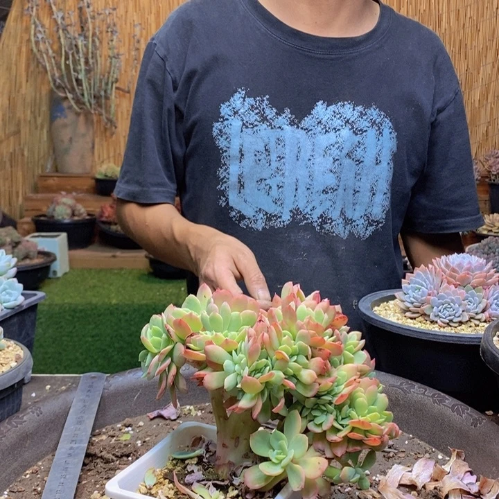 好***乐588号霞光缀多肉多肉